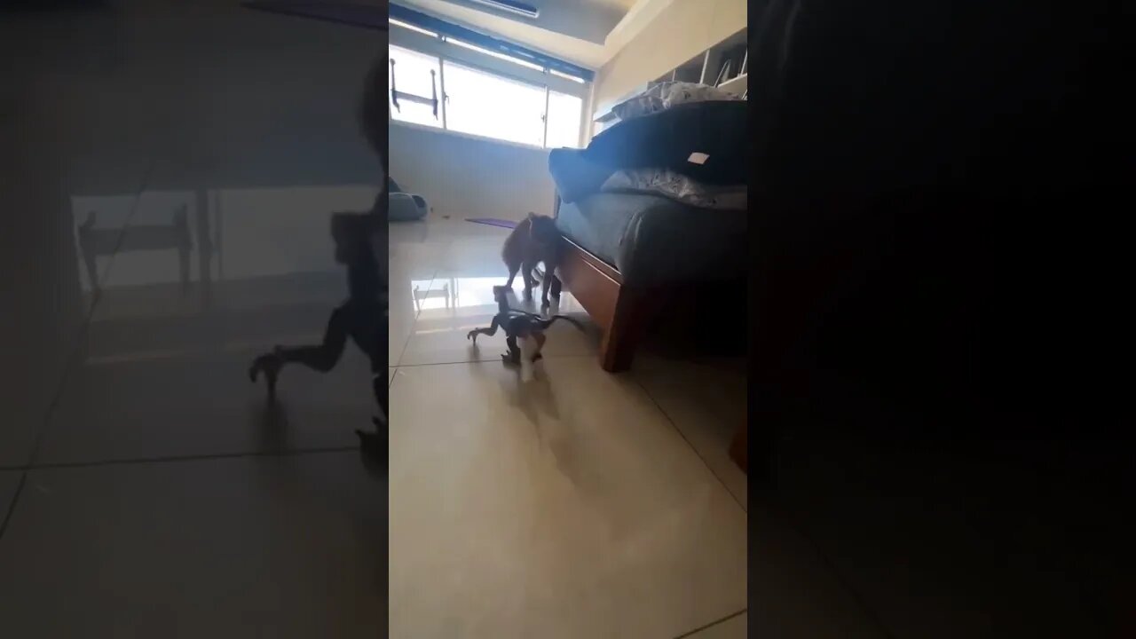 Cats vs Dino #short #tsantiherochallenge