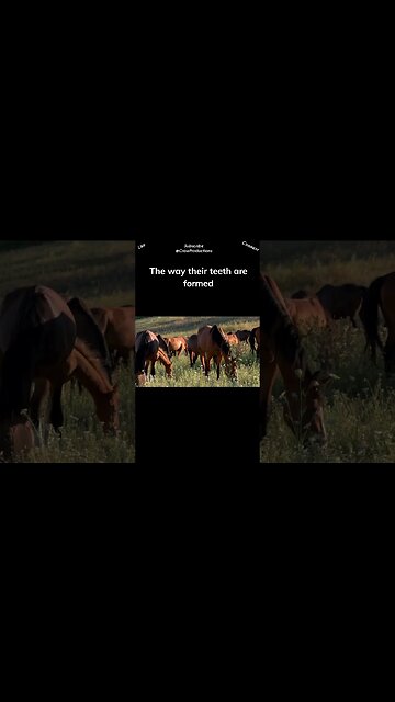 Horses Are Herbivores #horse #shorts