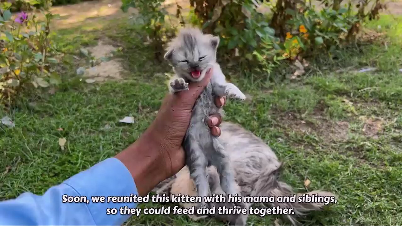 A man went to help a dying kitten and her mother cat. You won_t believe what happened next