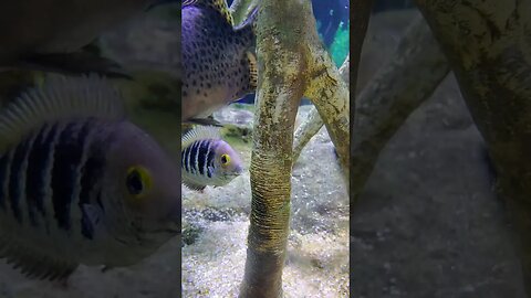 🐡 Tropical 🐡 Fish Tank 05 #shorts