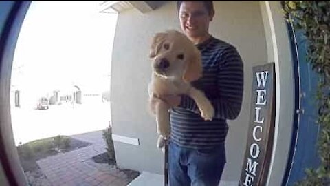 Ridiculously cute puppy confused by security camera