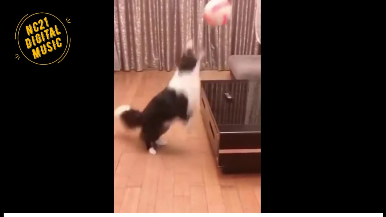 Funny Videos of Dogs, Cats, Other Animals, Dog Playing Ball