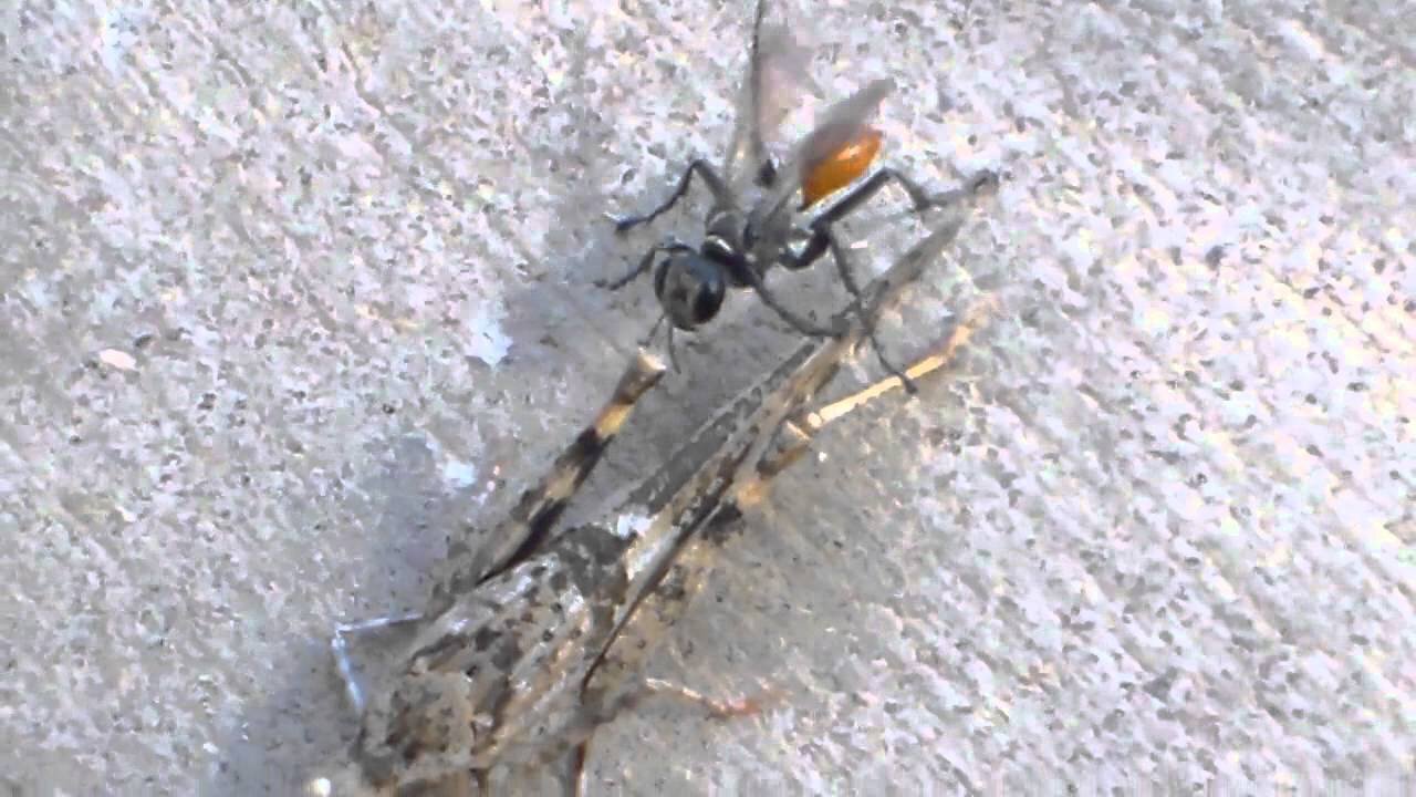 Tiny wasp kills huge grasshopper 10x bigger √