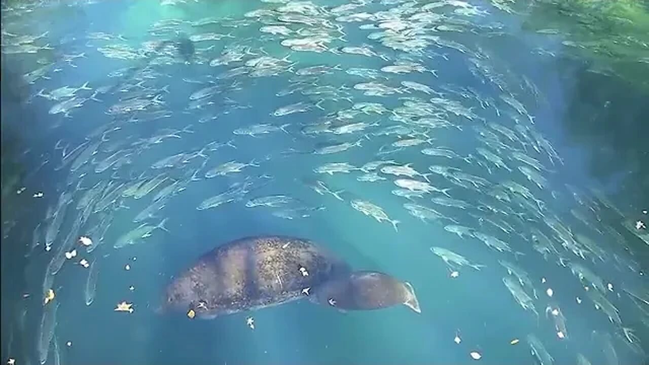 Circle of Life - Fisb swim circles around the Manatee Family. Hypnotic.