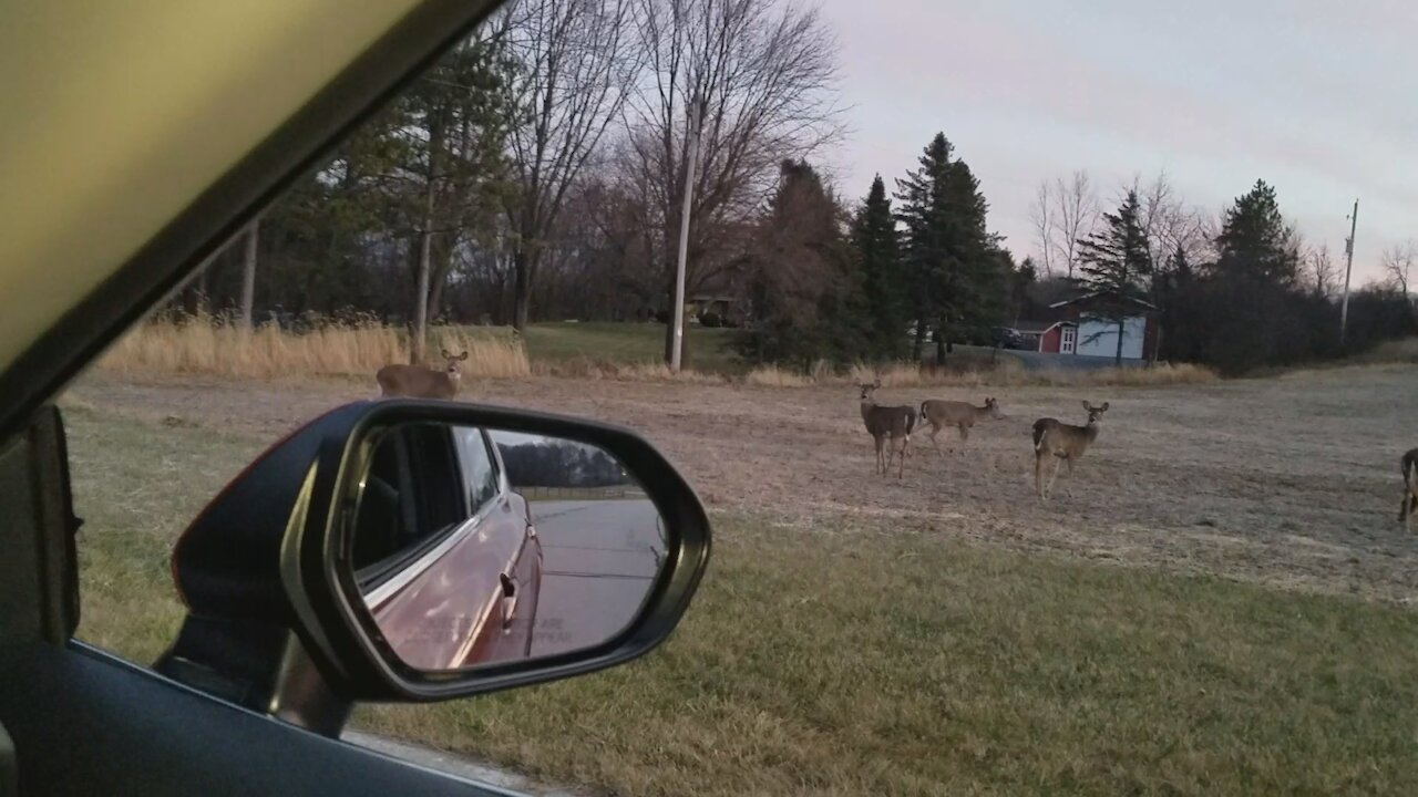 Deer Encounters-2020