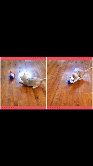 Silly cat is totally confused by laser light