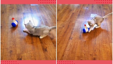 Silly cat is totally confused by laser light