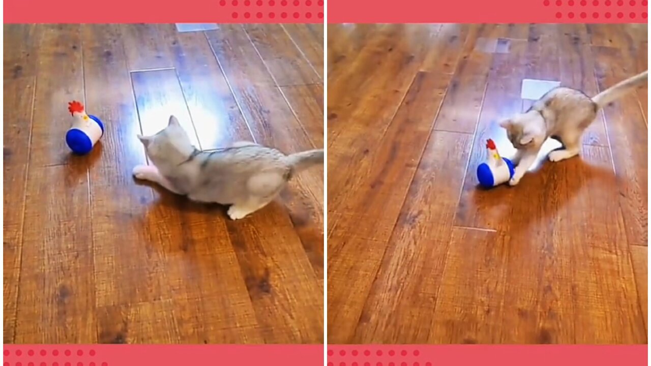 Silly cat is totally confused by laser light
