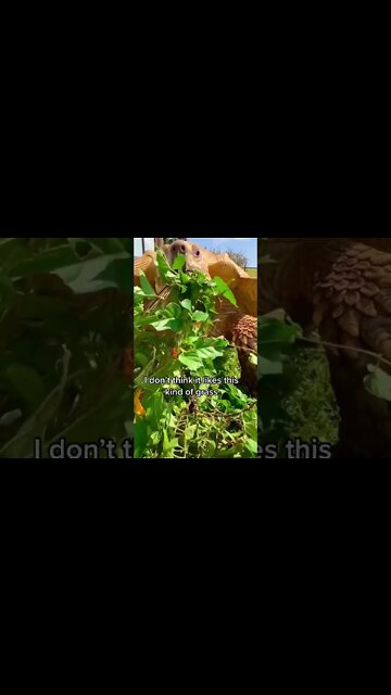 Most Amazing and trending video||relaxing your mind||trendig videos|| #shorts #trending #viral #live