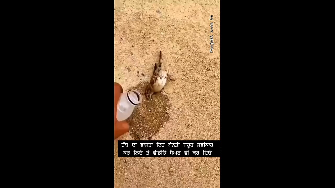 ਪੰਛੀਆਂ ਦਾ ਵੀ ਖਿਆਲ ਰੱਖਿਆ ਕਰੋ