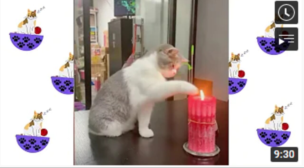Best Funny Videos Cats 2021---So Cute Cats #1