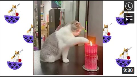 Best Funny Videos Cats 2021---So Cute Cats #1