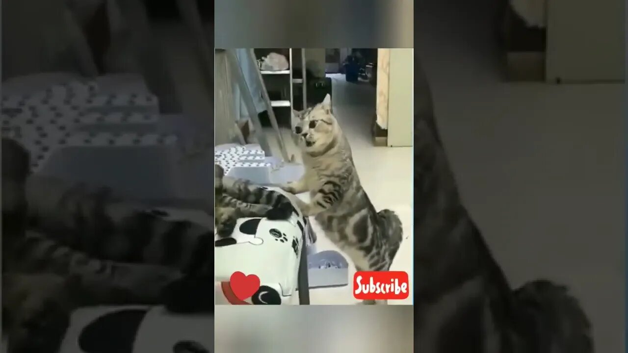 Cute animals | funny cats #cats #tiktok #funny