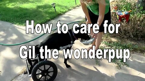 How to care for Gil the Wonderpup