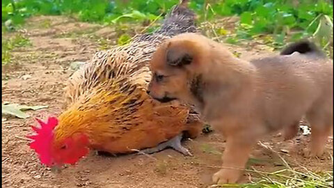 You Won't Believe What This Dog and Chicken Do Together!