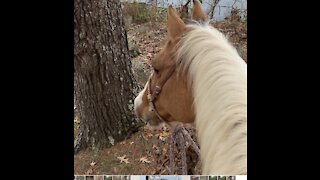 Wonderful trail horse