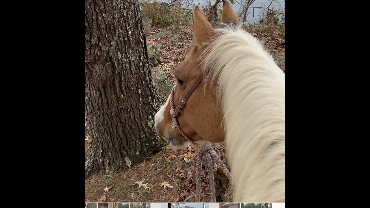 Wonderful trail horse