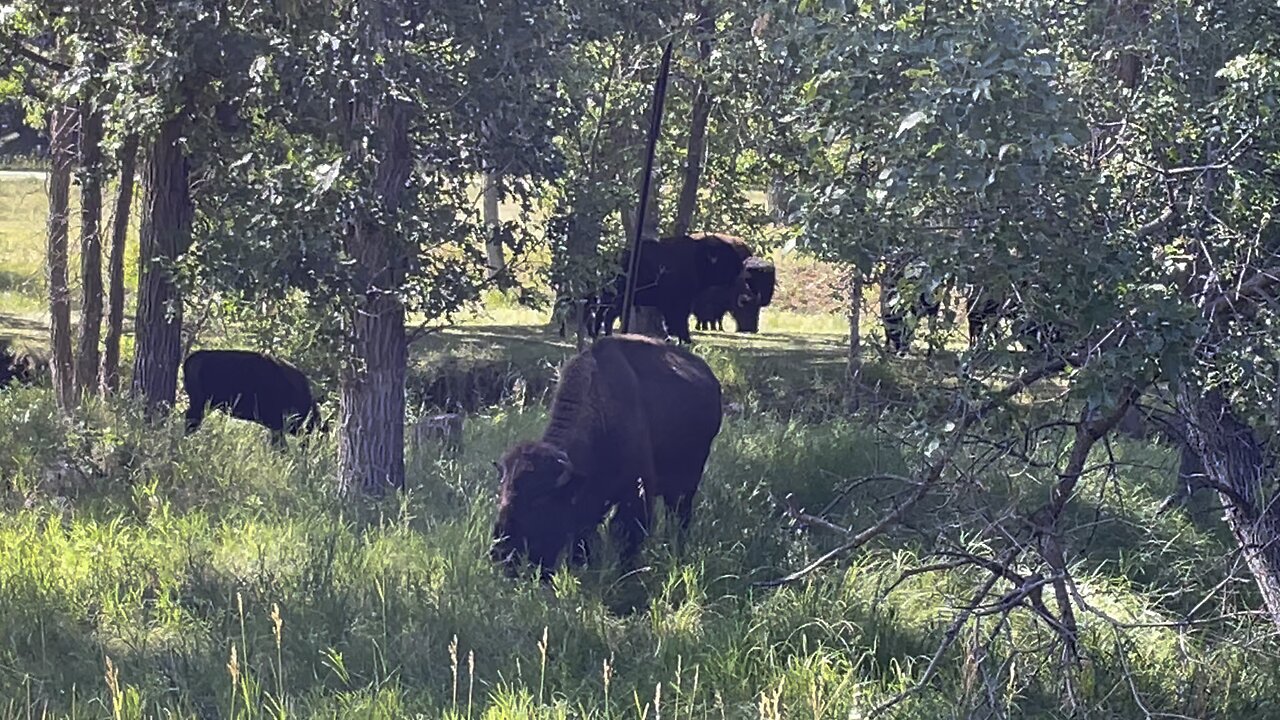 SD Bison