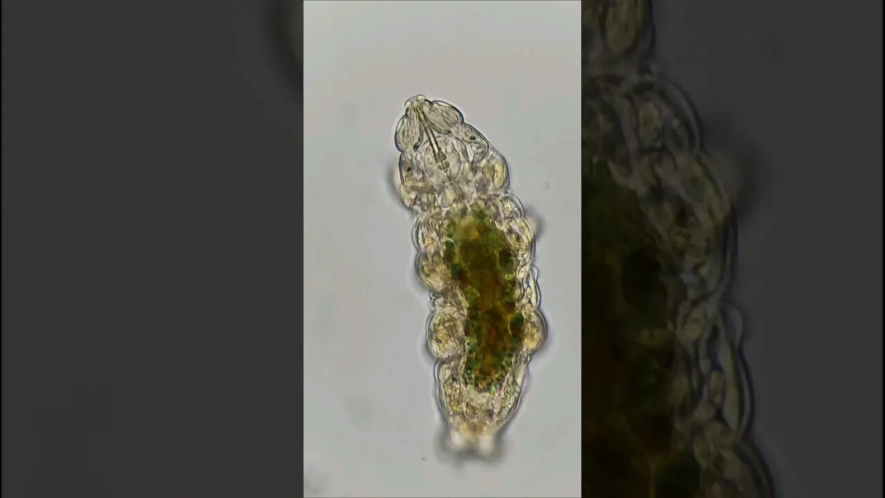 Cute Water Bear #microscope #microbiology #tardigrade