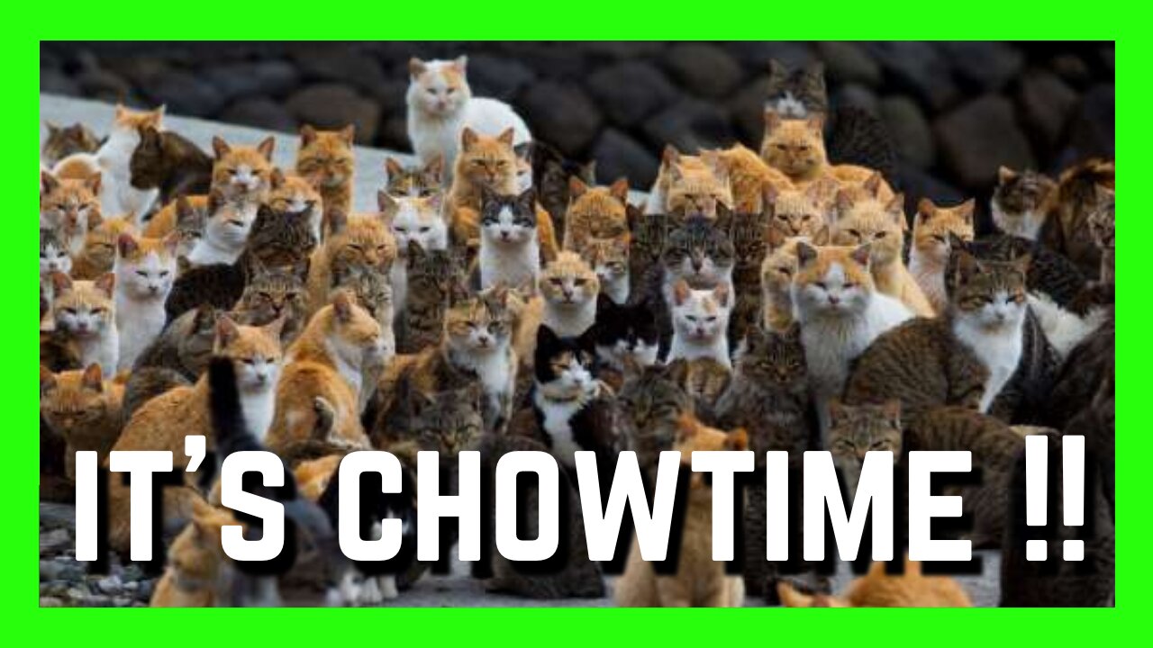 Feeding Time For A Bunch Of "Use To Be Stray" Cats | Cute Cats