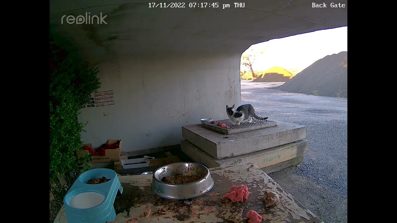 Mother Ginger & Porkchop returns 17:11