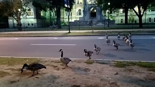 a large group of Canadian geese