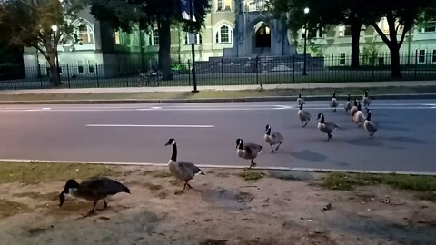 a large group of Canadian geese