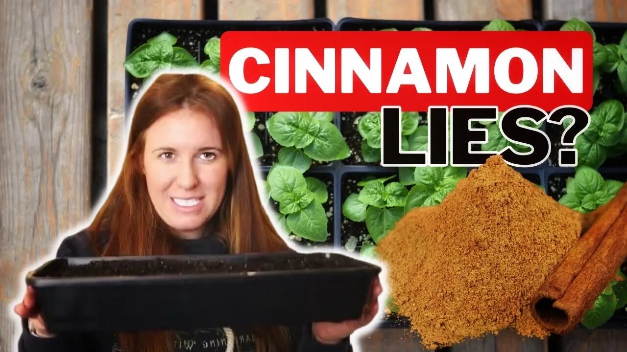Does Cinnamon On Potting Soil Actually Help With Fungi When Starting Seeds?