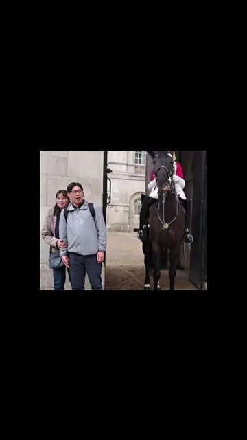The Horse does not want you to look at the camera #horseguardsparade