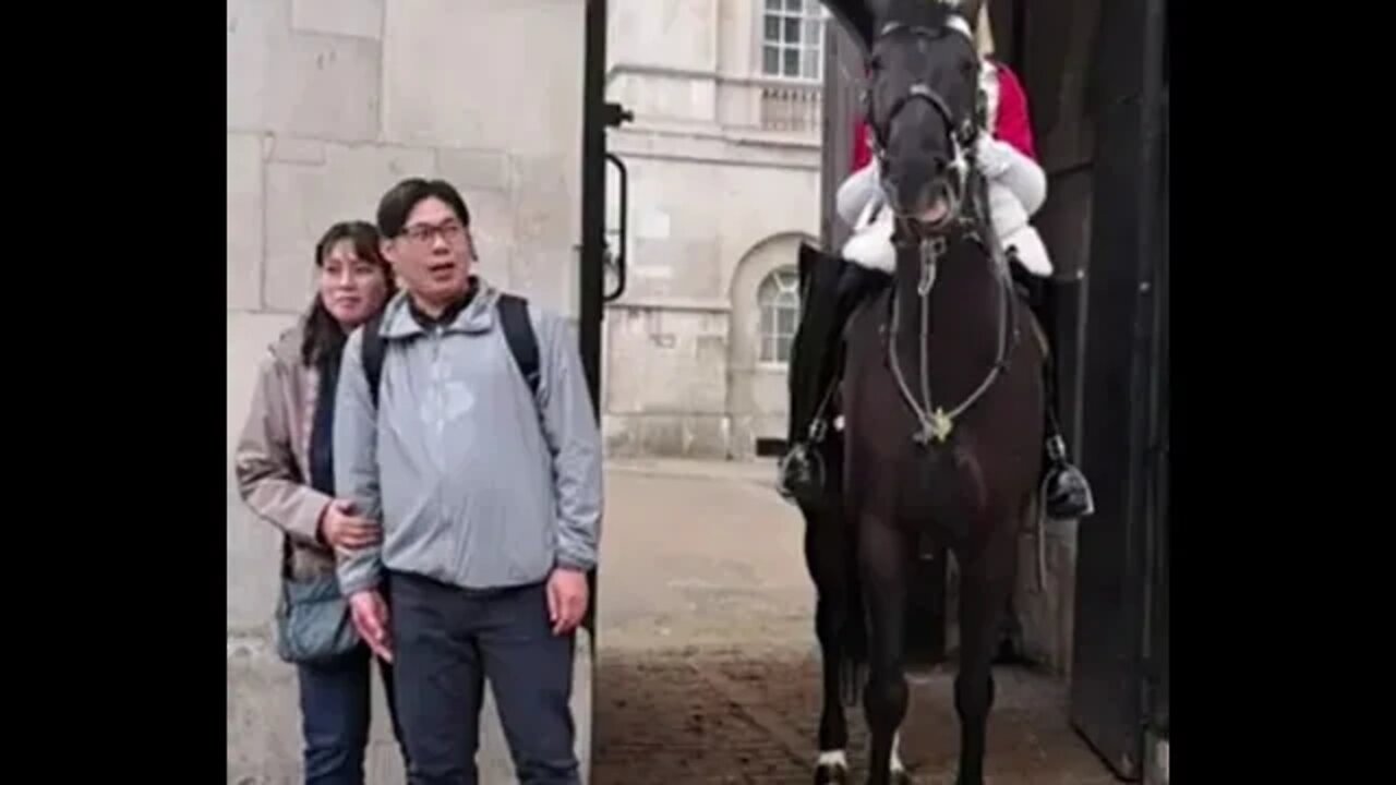 The Horse does not want you to look at the camera #horseguardsparade