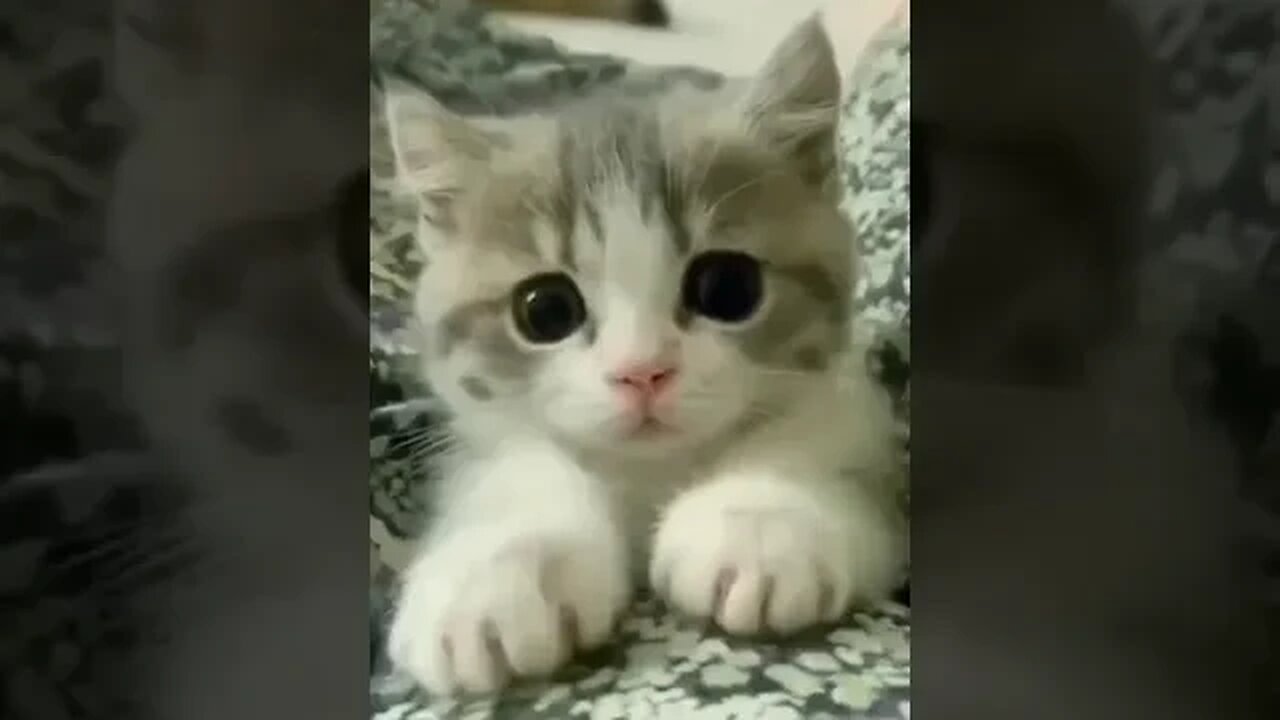 wait for the end #shorts#youtubeshorts#like#share#comment#subscribe#cats#dogs#pets#petslove#cutepets