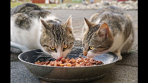 Cat Nutrition, take care of 🐈 cat.❣️ Happy cat