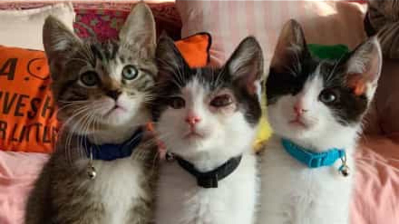 Kittens play in bookstand