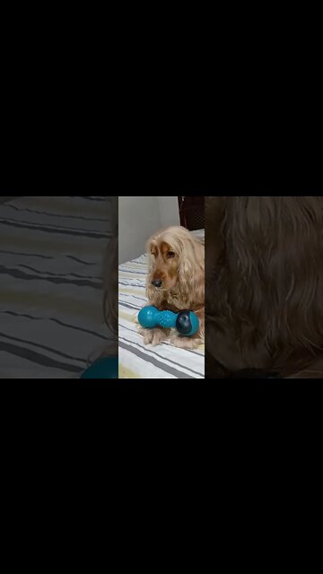 worldpet, children, dog world, animals world, dog, doglove, dog life, animals, nature, flowers, kids, news, tv, intertainment