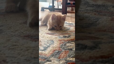 Sookie Kitty Groove ! 😍🐱🐈 #kitten #playful