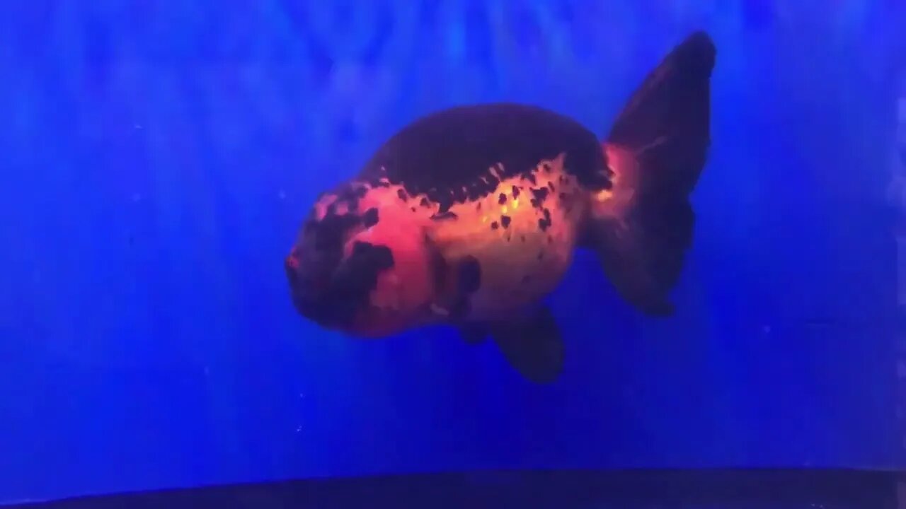 Cute Goldfish Ranchu-4