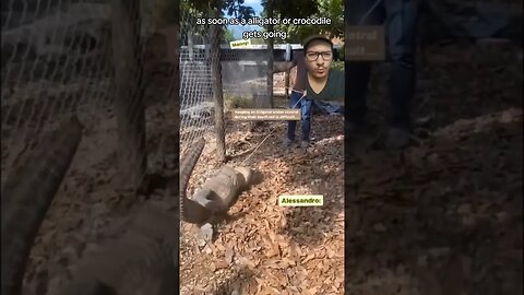 Crocodillians need the death roll to survive