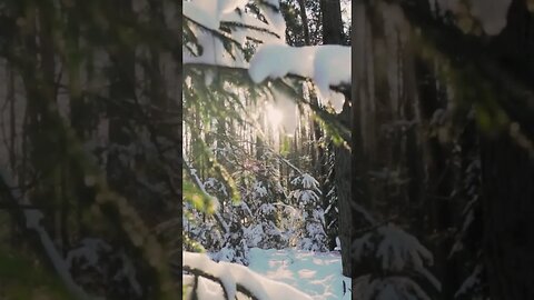 Sunset through the Pine trees #shorts