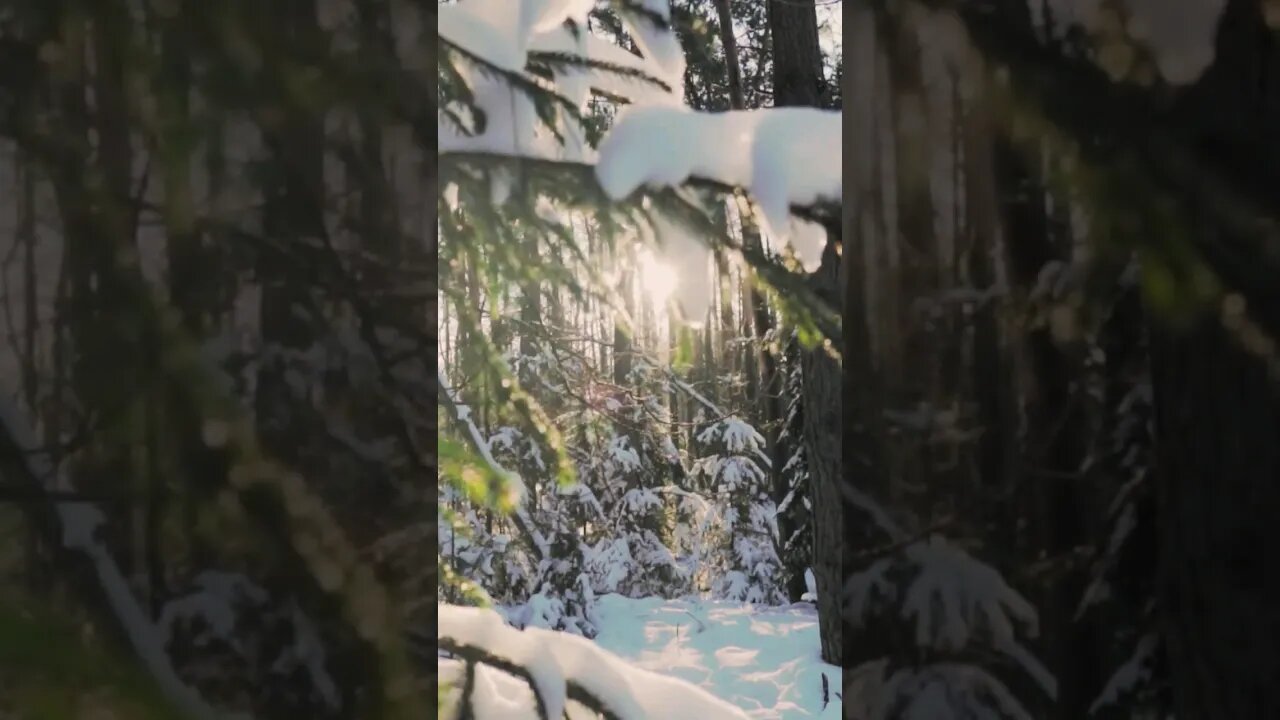 Sunset through the Pine trees #shorts