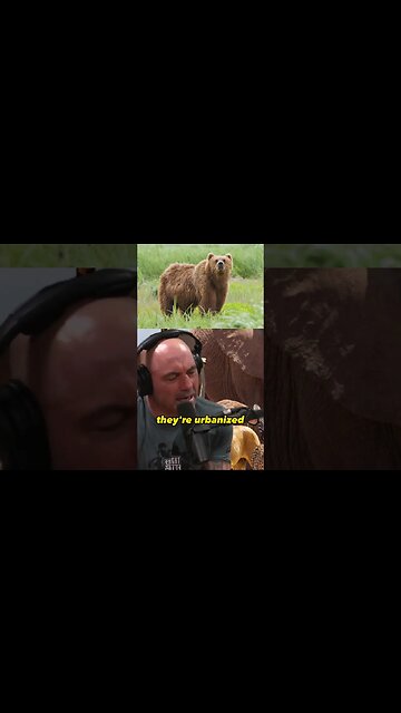 Rethinking Marine Parks and Zoos: A Paradigm Shift in Animal Experiences | Joe Rogan #1297