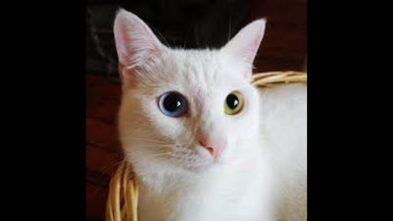 cute cat 2021.Homemade Video Of Cat 2021