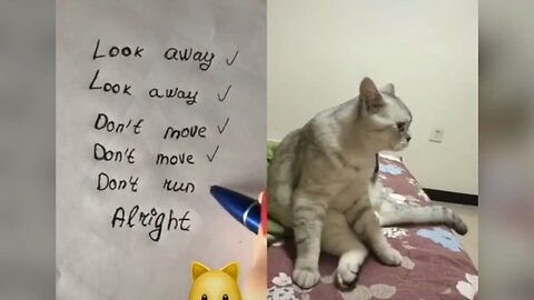 Talking Cat funny video