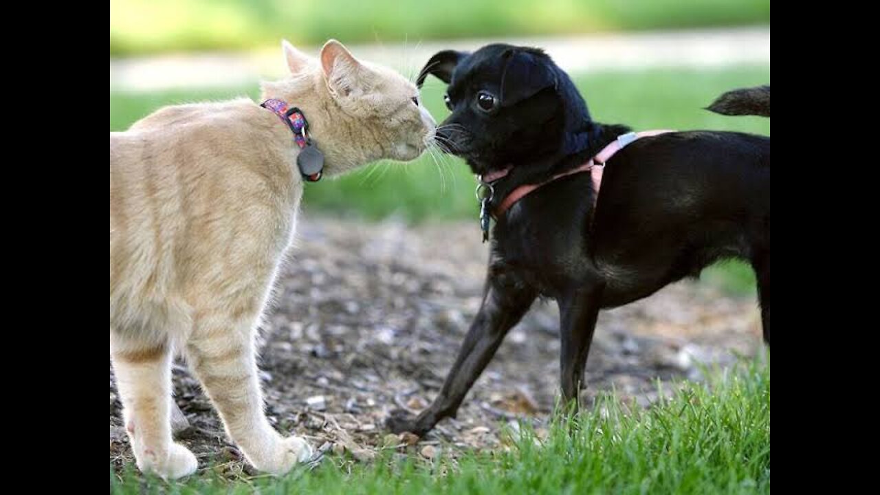 racing dog and cat