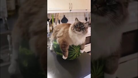 Funny Cat Meme 😂 pt.33 #shorts