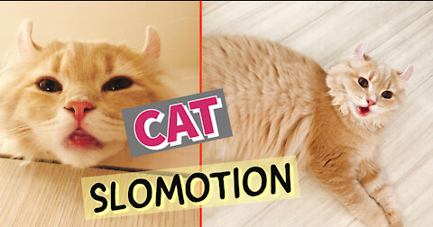 MY CAT SLOMOTION ACTION