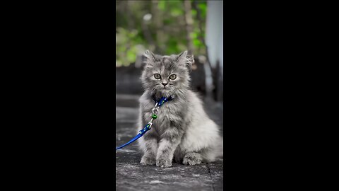 cats, black and white angry cat #cat & kitten #viral