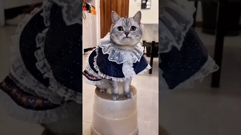 Funny Cats and Kittens Meowing Compilation&Baby Cats -Cute and Funny Cat Videos #shorts (4)