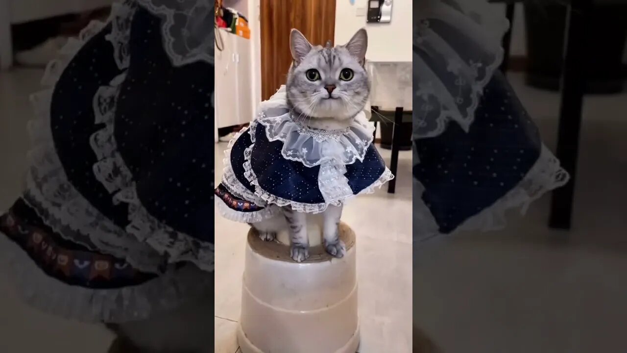 Funny Cats and Kittens Meowing Compilation&Baby Cats -Cute and Funny Cat Videos #shorts (4)
