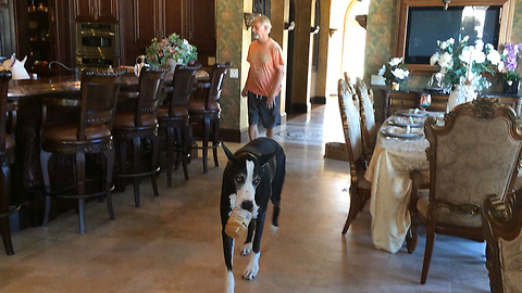 Happy Great Dane Cleans Out Peanut Butter Jar