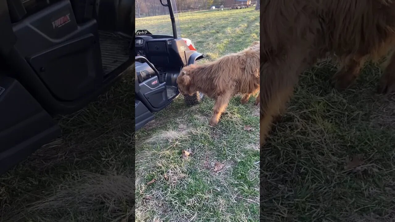 Scottish Highland calf is less spooky these days. #shorts